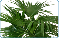 Chinese Fan Palm