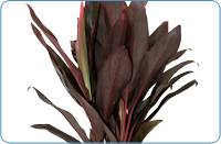 Cordyline