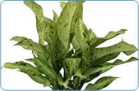 Dieffenbachia