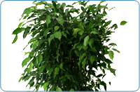 Ficus Benjamina