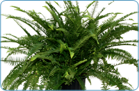 Emerald Queen Fern