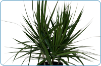 Dracaena Marginata