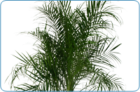 Pygmy Date Palm