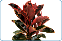 Rubber Tree