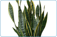 Sansevieria