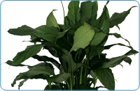 Spathiphyllum