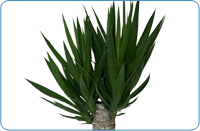 Yucca