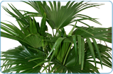 Chinese Fan Palm