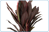 Cordyline