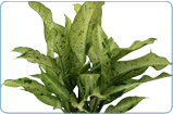 Dieffenbachia