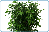 Ficus Benjamina