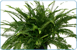 Emerald Queen Fern