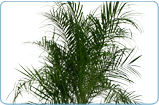 Pygmy Date Palm