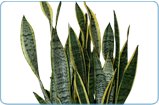 Sansevieria