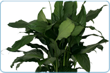 Spathiphyllum