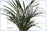 Spindle Palm