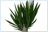 Yucca