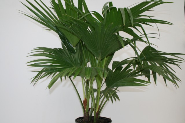 palm fan chinese plant care