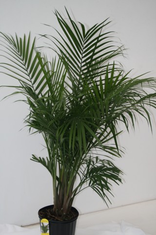 Alpha Botanical  Majesty Palm Plant Care Profile