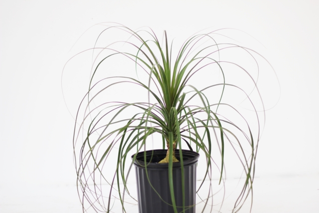 (Ponytail Palm)