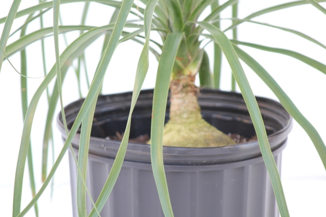 Ponytail Palm