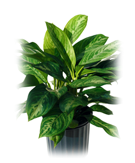 Aglaonema