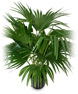 Chinese Fan Palm