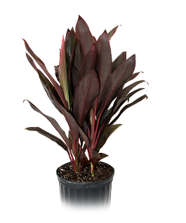 Cordyline