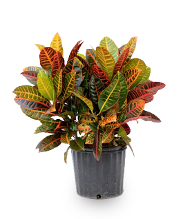 Croton