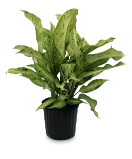 Dieffenbachia