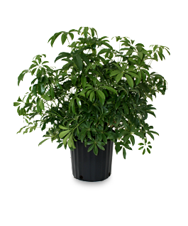 Dwarf Schefflera