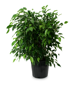 Ficus Benjamina