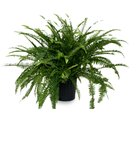 Emerald Queen Fern