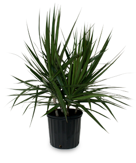 Dracaena Marginata