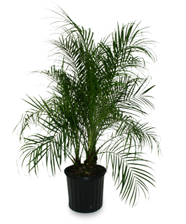 Pygmy Date Palm