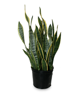 Sansevieria