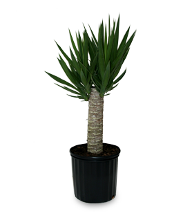 Yucca