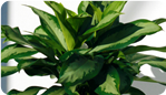 Aglaonema