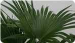 Chinese Fan Palm