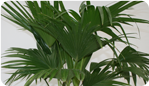 Chinese Fan Palm