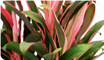 Cordyline