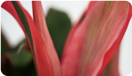 Cordyline