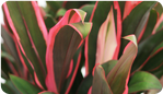 Cordyline