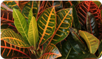 Croton