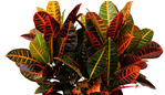 Croton