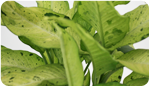 Dieffenbachia