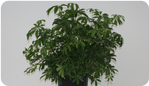 Dwarf Schefflera