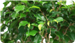 Ficus Benjamina