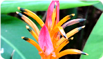 Heliconia