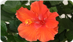 Hibiscus